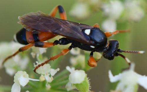 Réf. 265 238 : Ichneumon sarcitorius